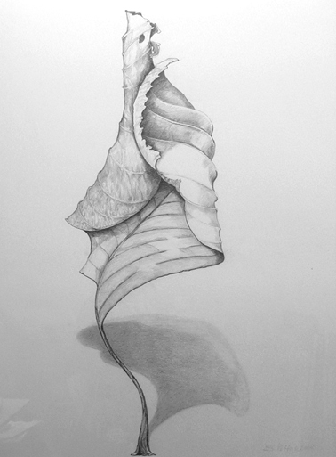 Sally Pettus drawings, Dreamleaf Series #1