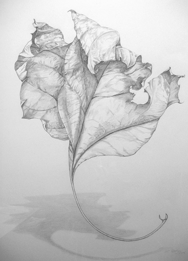 Sally Pettus drawings, Dreamleaf Series #2