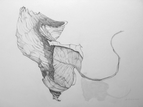 Sally Pettus drawings, Dreamleaf Series #3