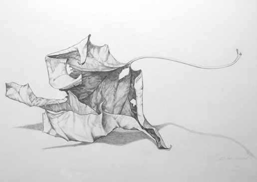 Sally Pettus drawings, Dreamleaf Series #4