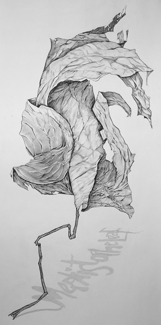 Sally Pettus drawings, Mephistopholeaf
